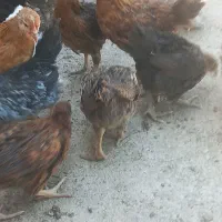 جوجه محلی