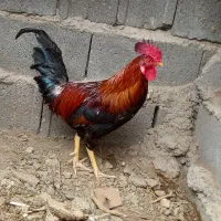 خروس ومرغ محلی
