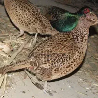 جوجه و تخم مرغ و خروس آمریکایی مستونو