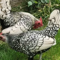 مرغ و خروس سیبرایت فول کیفیت