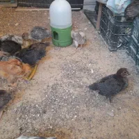 جوجه گلپایگان تخمی