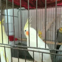 عروس هلندی