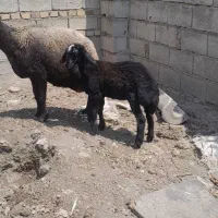 گوسفند بردار سالم