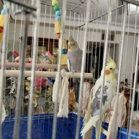 عروس هلندی نر وماده