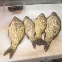 خرید ماهی کپور وآمور