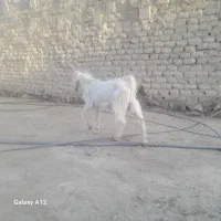 حیوانات