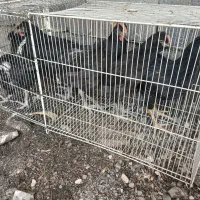 مرغ خروس سیاه خونی