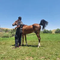 کره مادیان