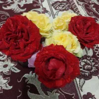 گل های قرمز وزرد