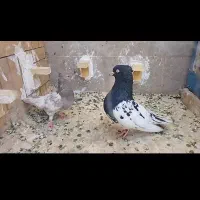 جفت کله ای