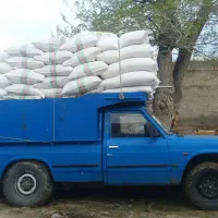 سبوس دامی
