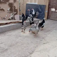 نیمچه مرغ و خروس گلین