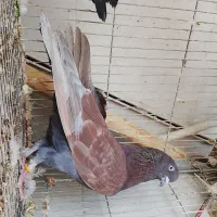 ی جفت کفتر. آس