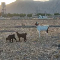 بز پاکستانی