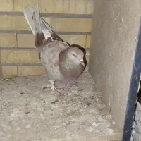 جوجه طوقی مخلفه و ماده مفلق