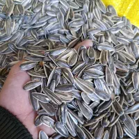 انواع تخمه ایرانی،خارجی ،طعم دار