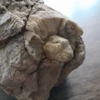فسیل لاک پشت