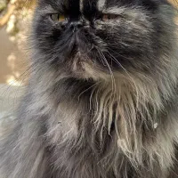 گربه پرشین ماده