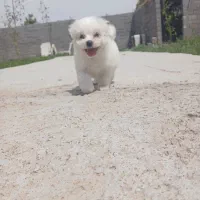 سگ مالتیپو ماده