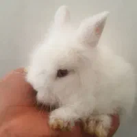 جرسی مینی معاوضه با بلدرچین