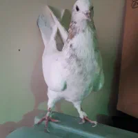 کفتر  یا کبوتر