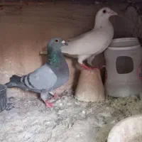 مفلق دمگیر