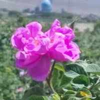 نهال گل محمدی قمصر کاشان