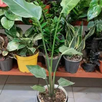 نخل نیکولای/گل و گیاه آپارتمانی/زاموفیلیا بنسای