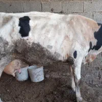 گاوشیری وگوساله ماده