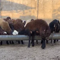 بره قربانی
