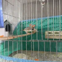 جفت فنچ تخم جوجه ای