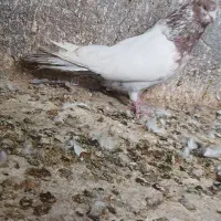 کفتر کبوتر تهرانی