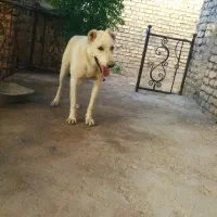سگ رمه|سگ|خواف, |دیوار
