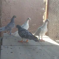کبوتر پرشی