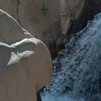 یک عدد کبوتر سفید لوتی اویناخ