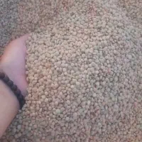 عدس درجه یک برداشت امسال