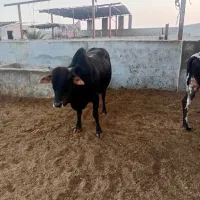گاو قربانی