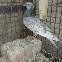 کله الماسی نر