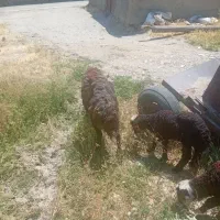 با سلام فروش یک راس میش