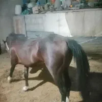 اسب نریان دره شور چهار قلم سفید