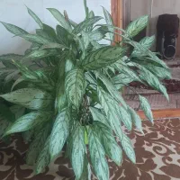 گل زیبا