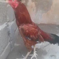 فروش خروس