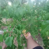 فروش باغ انار در روستای راوه منطقه (باغ خوش)