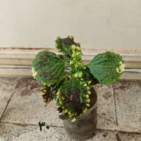 حراج گل طبیعی