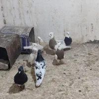 طوقی|پرنده|کشکوئیه, |دیوار