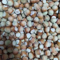 نهال فندق انیس ترکیه تضمینی