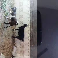 بز نیدی