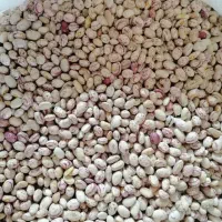 لوبیا چیتی