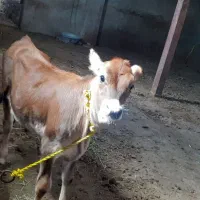 گوساله جرسی ماده برترین نژاد شیری