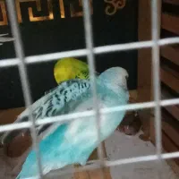همه‌باهم‌۱۶۰۰